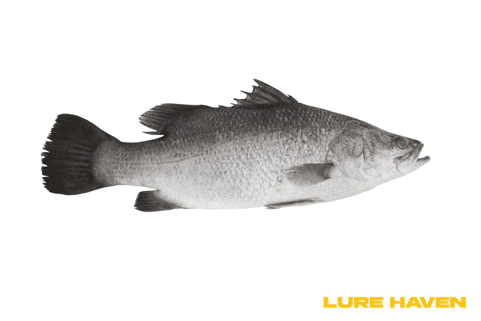 What Are the Best Fish to Catch in Singapore’s Waters?