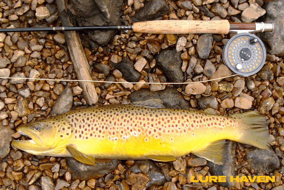 What Are the Best Places to Catch Toman in Singapore?