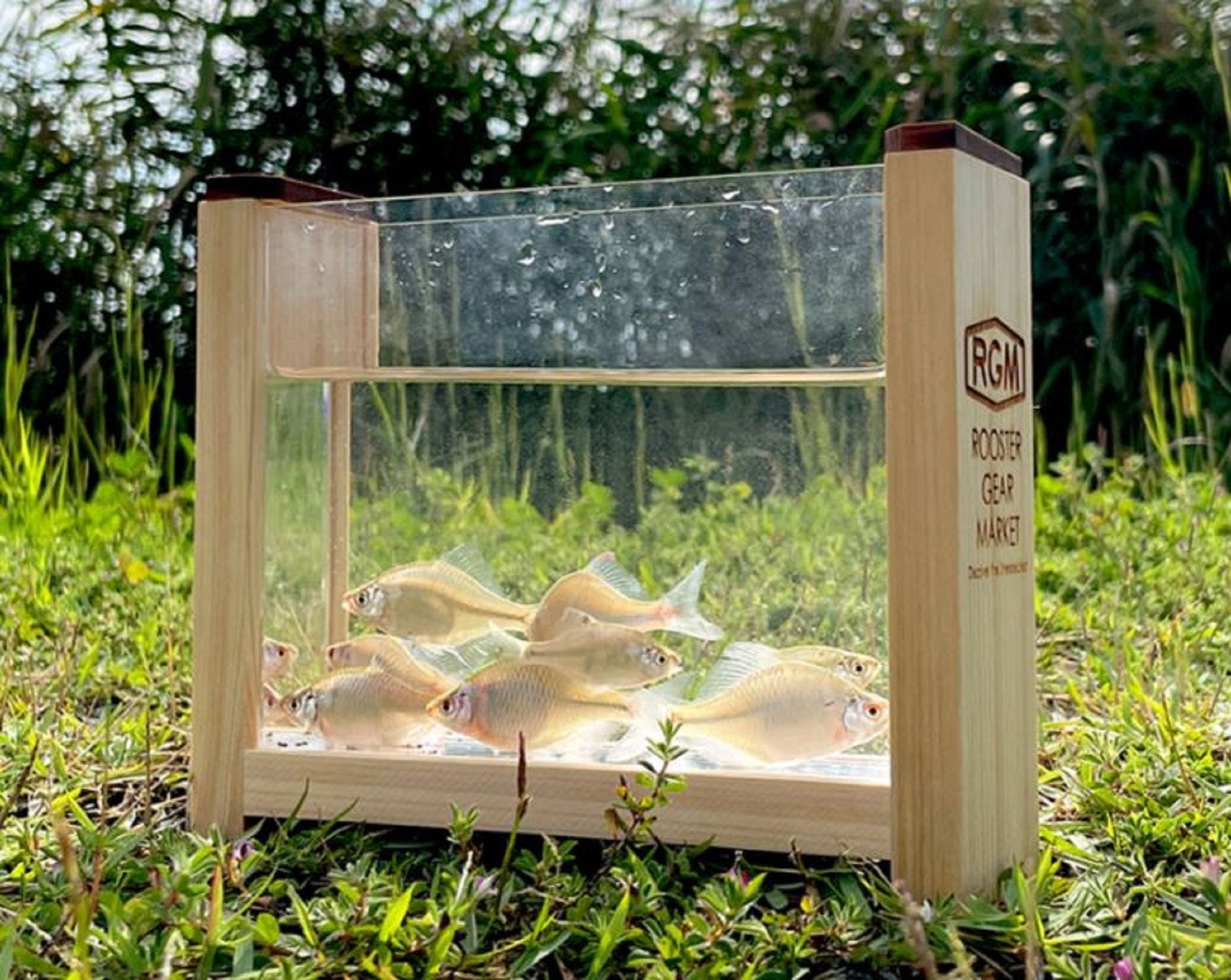 Jackall RGM Clear Photo Tank for Small Fish 180 x 148 x 50 (6478)