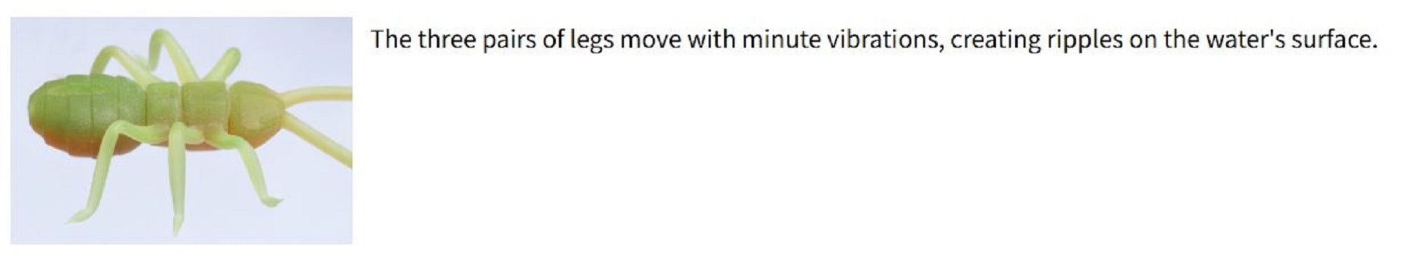 Lure Haven Singapore