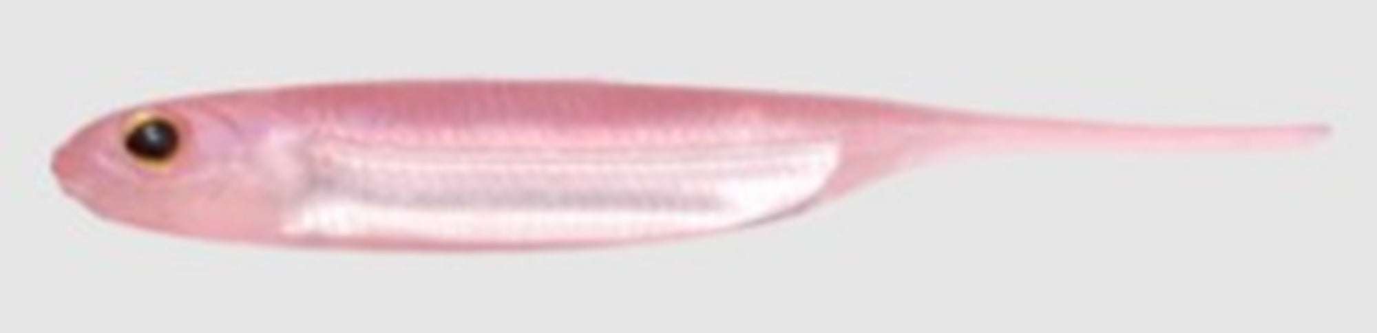 Fish Arrow Soft Lure Flash J 2 Inch 8 Piece per pack #48 (0553)